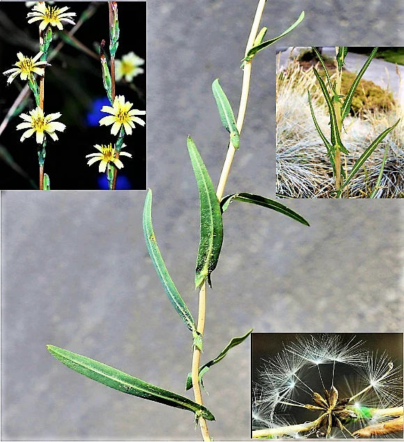 Willowleaf Lettuce Seeds - 30 Rare Medicinal Herb Lactuca saligna - Lactuca serriola Wild Least Lettuce for Gardens & Herbal Use