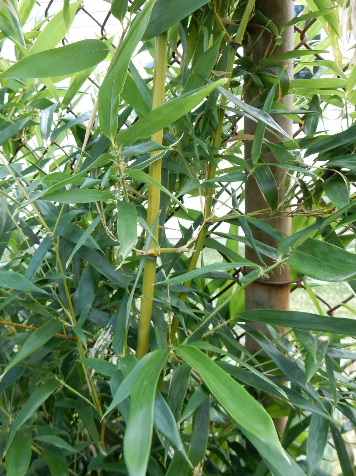 Fargesia Robusta "Wolong" Bamboo Plant - 12" Tall - Hardy Clumping Bamboo for Privacy and Landscaping
