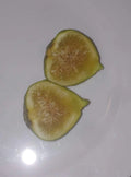 Italian Honey Fig Cuttings - Cold Hardy, Highly Productive - Ficus carica 'Lattarulla' - 5 Pack