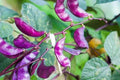 Purple Hyacinth Bean Seeds - 10 Count - Red Leaved Vine Plant (Lablab purpureus)