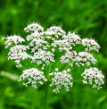 Non-GMO Anise Seeds for Culinary Use, Farm-to-Table Herb Seeds, Tracking Included, Pimpinella anisum