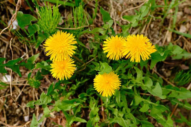 Dandelion Seeds - 100 Pack - Edible Greens - Taraxacum officinale - GroCo - Ships Free