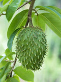 Soursop Seeds 8+ Pack Annona Muricata Graviola Tropical Fruit Organic Gardening