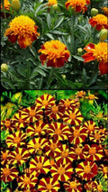 French Marigold Seeds Mix - Court Jester & Double Dwarf - Non-GMO - 200 Seeds - Tagetes patula