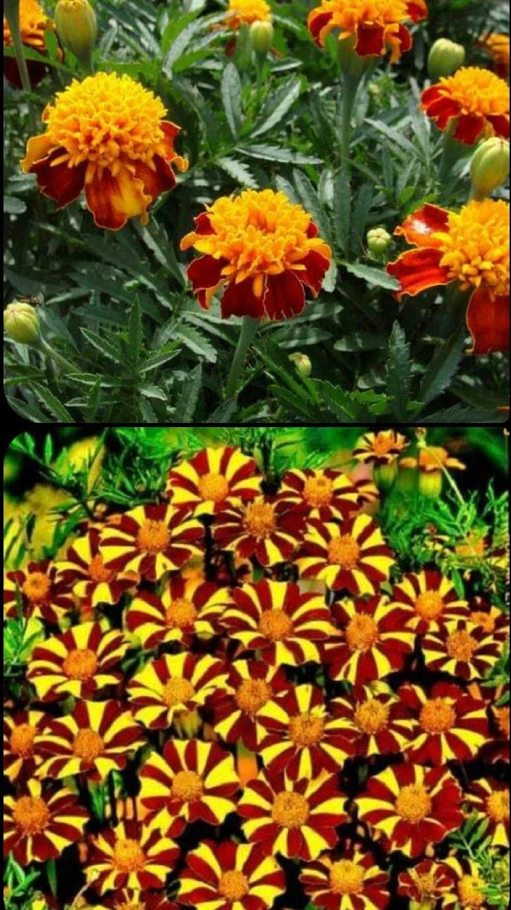French Marigold Seeds Mix - Court Jester & Double Dwarf - Non-GMO - 200 Seeds - Tagetes patula