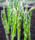 Asparagus Seeds 50 Count Mary Washington Perennial Heavy Yields (Asparagus officinalis) Popular in USA