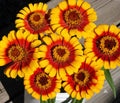 Sombrero Zinnia Seeds Pack - 100+ Seeds for Garden Planting - Colorful Annual Flowers - Zinnia elegans