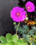 CALANDRINIA SPECTABILIS - Rock Purslane - 5" Unrooted Cuttings - 3 Pack