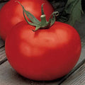 Better Boy Tomato Seeds VFN F1 Hybrid - Non-GMO - Heirloom Variety - Solanum lycopersicum