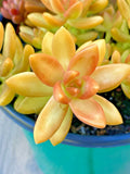 Rare Succulent Sedum Adolphi 'Orange Delight' Live Plant Cutting 2-Inch Unrooted