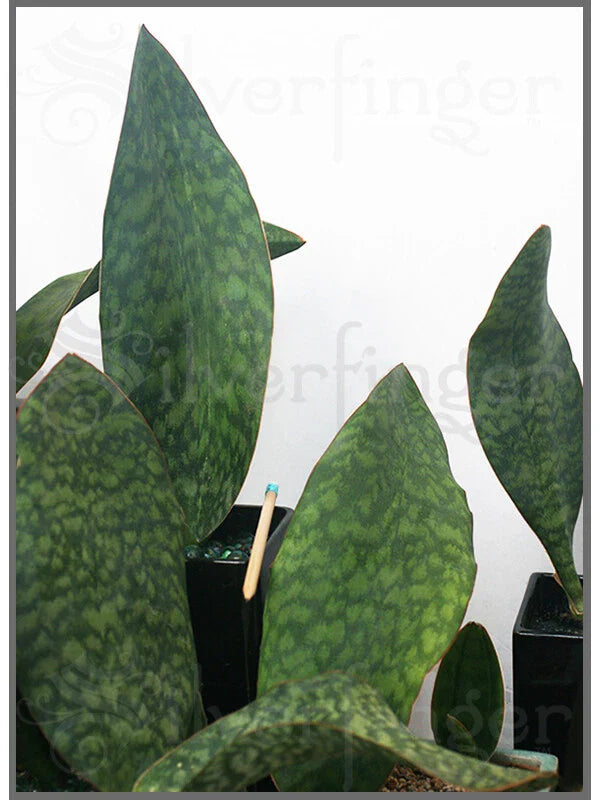 Sansevieria Masoniana Plant - Masons Congo Paddle - Robust Healthy Leaf & Roots - Indoor Houseplant