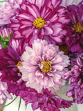 Cosmos Seeds - 200+ Double Click Bicolor Violet - Cosmos bipinnatus - Garden Flower Seeds - USA