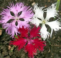 Dianthus Seeds - 100 Fringed Pinks - Easy Blooming Fresh Flowers - US Free Shipping