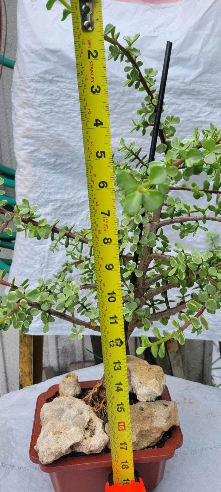 Variegated Portulacaria Afra Mini Jade Tree | Rare Elephant Bush | Succulent Plant