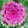 Ornamental Kale Flower Seeds - Songbird Pink - 40 Seeds - Brassica oleracea