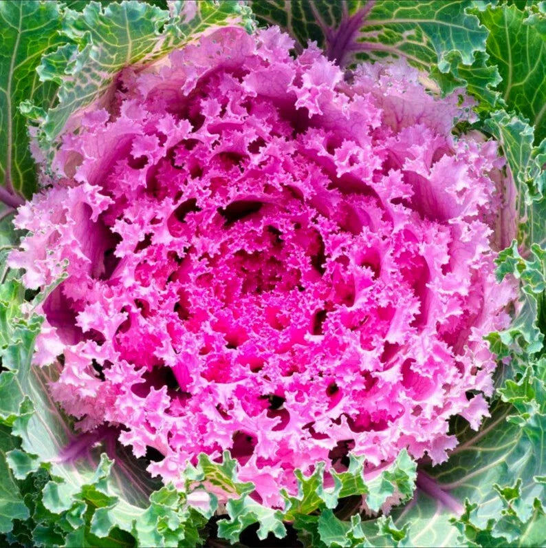 Ornamental Kale Flower Seeds - Songbird Pink - 40 Seeds - Brassica oleracea