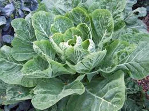 Collard Greens Seeds, Heirloom Morris Variety, Non-GMO, 50+ Seeds, Brassica oleracea var. viridis
