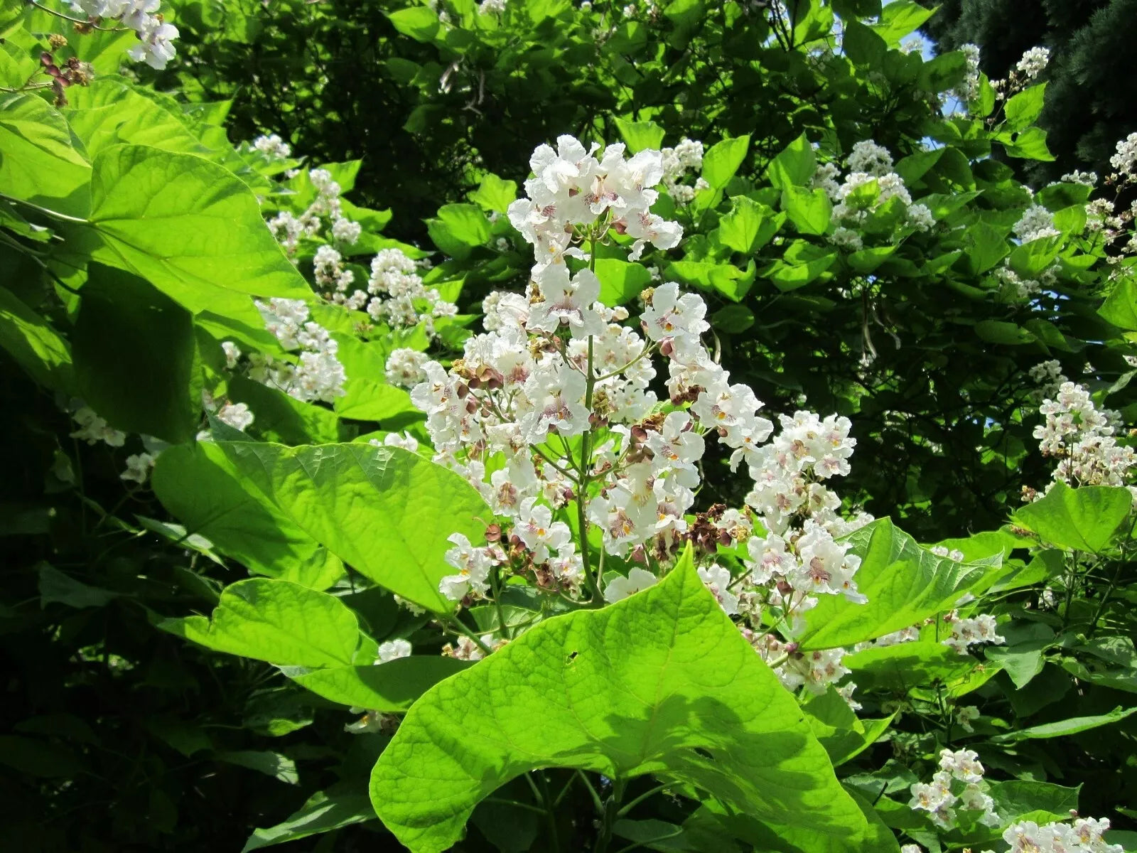 Southern Catalpa Tree Seeds - 10 Indian Bean Cigar Flowering Seeds - Catalpa bignonioides
