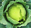 Golden Acre Cabbage Seeds - 200+ Non-GMO Seeds - Brassica oleracea Var. Capitata