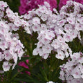 Phlox Seeds - 100+ Party Girl Variety - Garden Planting - Free Shipping - USA