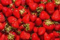 Jewel Strawberry Plants Bare Root - Everbearing, High-Yield, Fragaria x ananassa