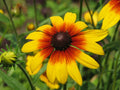 Gloriosa Daisy Seeds, NON-GMO, Rudbeckia hirta, Multiple Sizes, Free Shipping