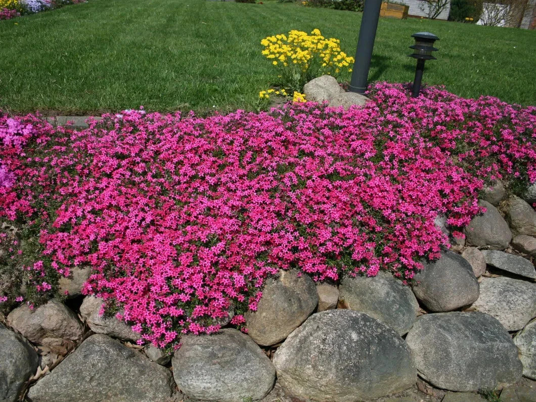 Scarlet Flame Creeping Phlox Seeds - 100+ Seeds for Garden - Phlox subulata - USA, Free Shipping