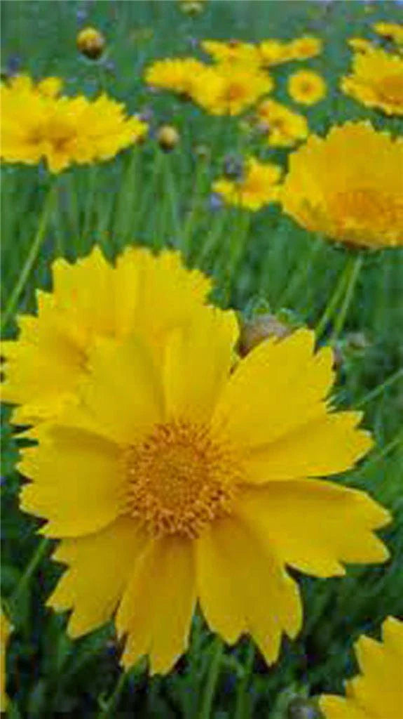 Coreopsis Seeds - 50 Lanceleaf Flower Seeds - Golden-Yellow Blooms - Coreopsis lanceolata