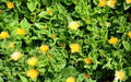 Yellow Sun Rose Succulent Plant - 4" Pot - Aptenia Cordifolia Haekeliana - Flowering Ground Cover