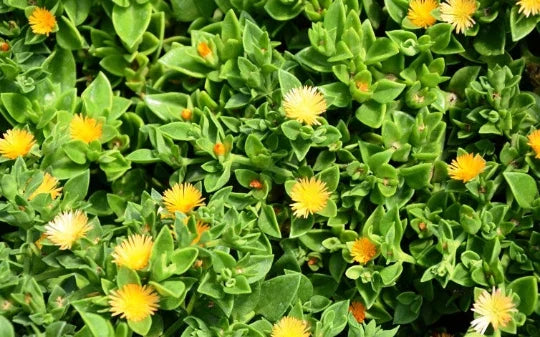 Yellow Sun Rose Succulent Plant - 4" Pot - Aptenia Cordifolia Haekeliana - Flowering Ground Cover