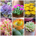 Lithops Bonsai Succulent Pack - 100pcs Mixed Living Stones Cactus - Unique Varieties for Home and Garden Decor