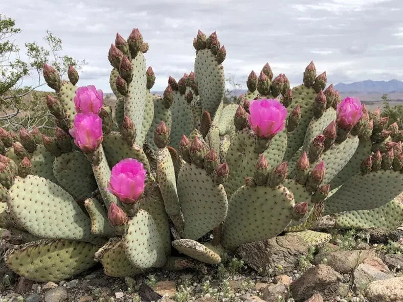 Opuntia basilaris Beaver Tail Cactus, 1 Pad, Pink Flowers - Buy 2 Get 1 Free