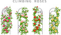 Climbing Rose Vine Seeds - 30+ Seeds for Planting - Colorful Varieties - Rosa spp.