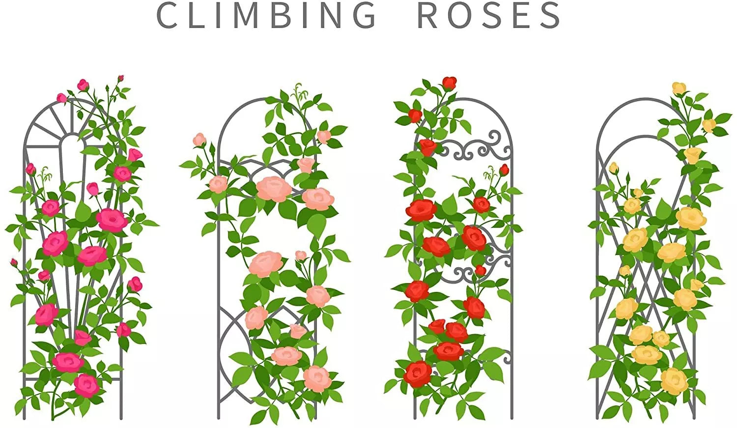 Climbing Rose Vine Seeds - 30+ Seeds for Planting - Colorful Varieties - Rosa spp.