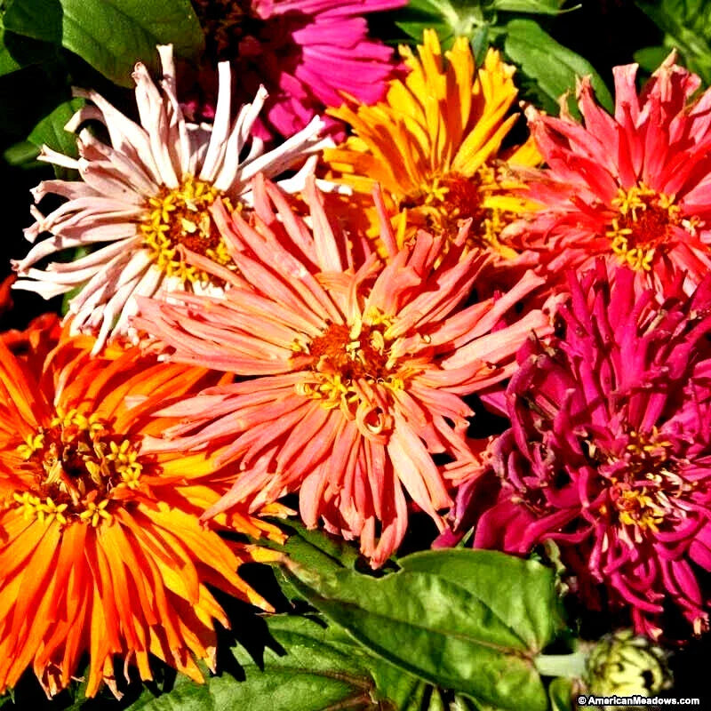 Giant Cactus Zinnia Seed Mix - 100+ Seeds - Colorful Blooms - Zinnia elegans