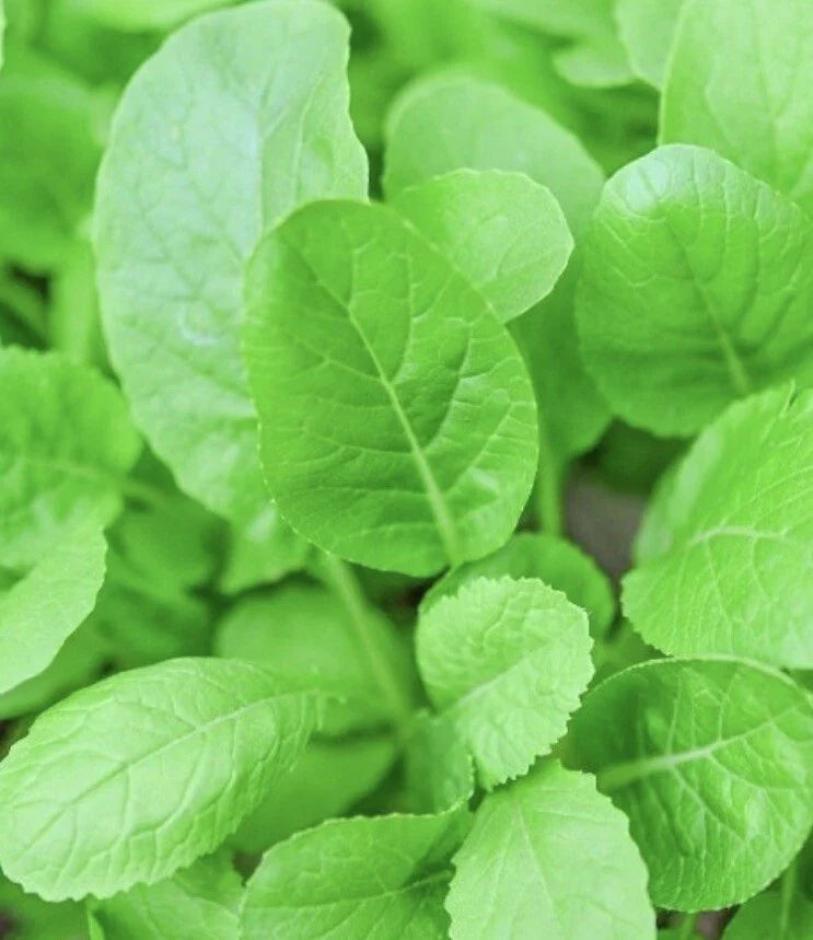Tendergreen Mustard Seeds - 2000 Pack for Garden Greens & Salads - Brassica Juncea