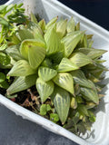 Haworthia Plant 4 Inch Pot Cathedral Window Haworthia Green Succulent Haworthia cymbiformis