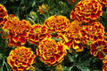 Colossus Red Gold Marigold Seeds - 25+ Pack - Garden Planting - Tagetes erecta - USA