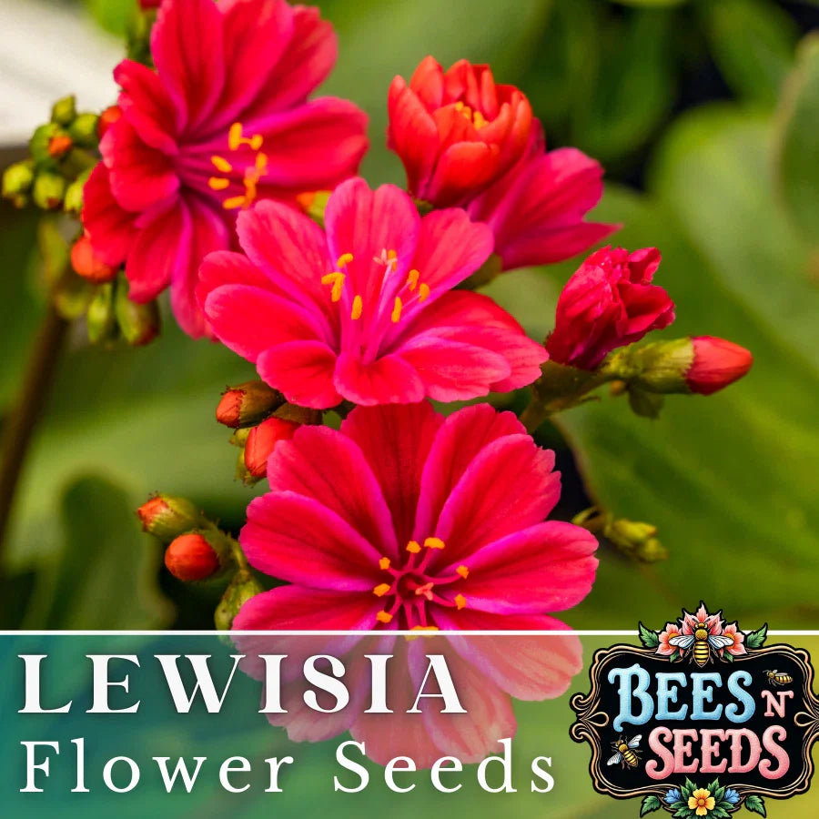 Ruby Lewisia Seeds - 35 or 100 Non-GMO Flower Seeds for Garden - Lewisia cotyledon, Colorful Perennial Blooms