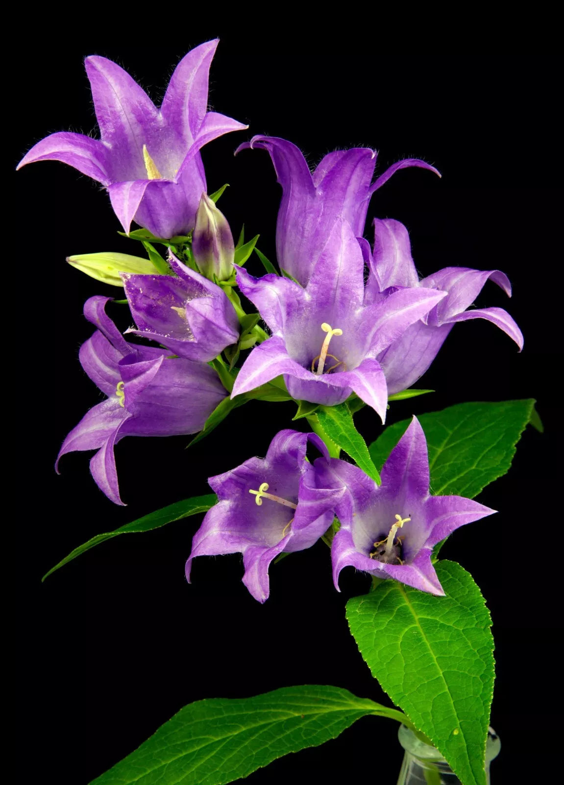 Great Bellflower Seeds 213 Count, Lavender-Blue, Campanula latifolia, USA Seller