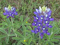 Texas Bluebonnet Seeds - 45 Seeds - Lupinus texensis - Buy 15 for Free Shipping - TX State Flower