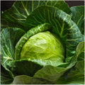 Early Round Dutch Cabbage Seeds 300+ Non-GMO Vegetable Garden Seeds for Planting, Brassica oleracea