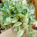 Pothos Ivy Cuttings Combo 6 Pack - 2 Marble Queen, 2 Brazil, 2 N'Joy - Indoor Plants for Home Décor