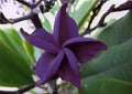 Dark Purple Plumeria Seeds - 5 Perennial Flower Lei Plants - Frangipani (Plumeria)