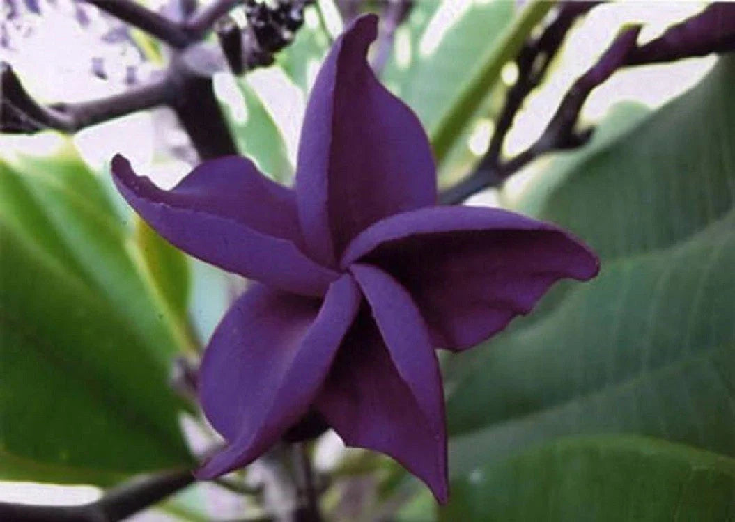 Dark Purple Plumeria Seeds - 5 Perennial Flower Lei Plants - Frangipani (Plumeria)