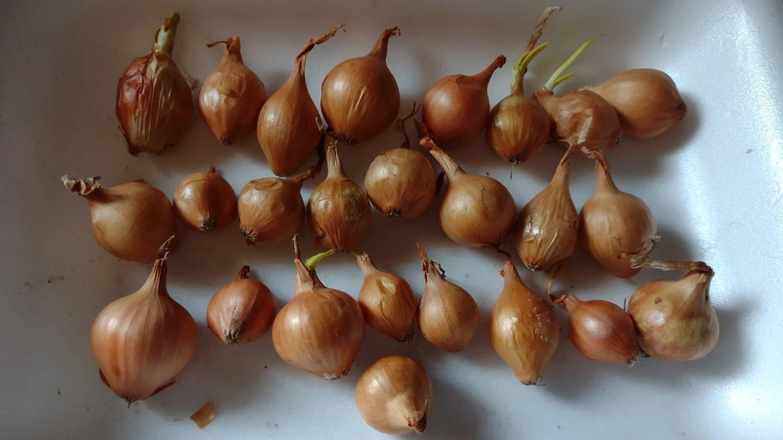 Yellow Onion Bulbs 24-Pack Heirloom All-Season Planting