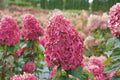 Hydrangea Cuttings 6-10 Inch Limelight Rooted Cuttings - Hydrangea paniculata