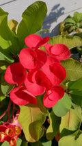 Crown Of Thorns Cutting 1 Count Bright Red Euphorbia milii