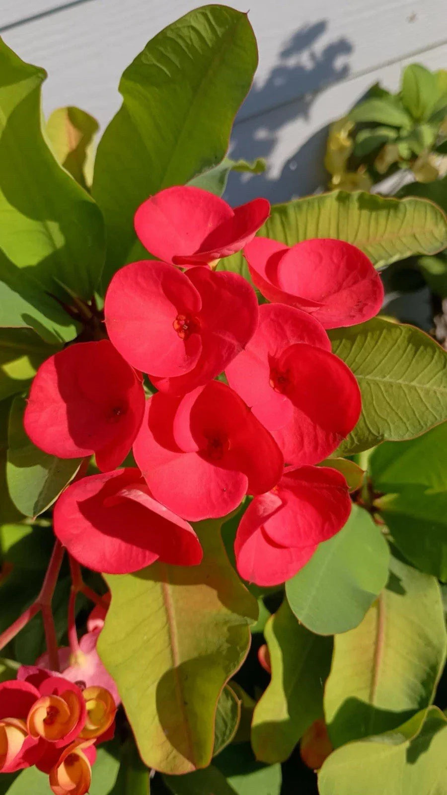 Crown Of Thorns Cutting 1 Count Bright Red Euphorbia milii
