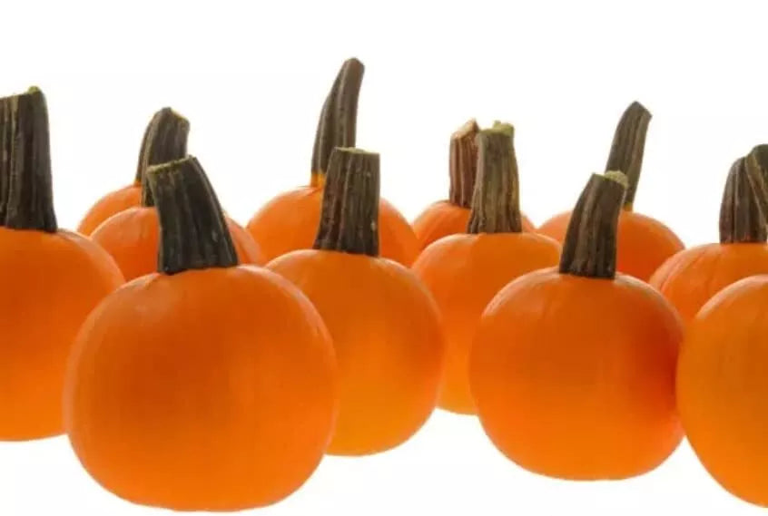 Half Pint Pumpkin Seeds for Planting (10 Seeds) - Decorative Variety for Crafting, Cucurbita pepo